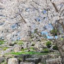 용소막농장 | 원주 신림 용소막성당 벚꽃 명소