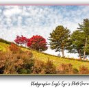 연세유치원 | 원주 연세대학교 미래 캠퍼스 단풍 명소, 강원도 원주 가볼 만한 곳 은행나무 길과 붉은 단풍 힐링 산책...