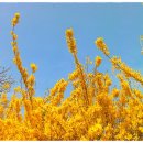 효자공원 이미지