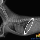 Dr.dog동물의료센터 이미지