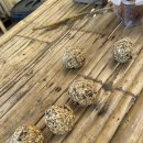 MOM MAE | [태국/치앙마이] 코끼리 에코파크🐘 + 대나무 래프팅🎋 (ft. 코끼리 먹이주고 목욕시키고 함께 산책)