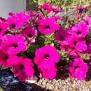 아름다운 정원을 꿈 이미지