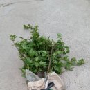 왕산농장 이미지