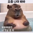 베이크오이