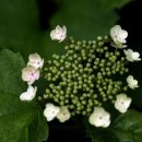 꽃의나라 이미지