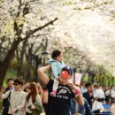 [벚꽃축제] 서울 벚꽃축제 엔딩<불광천/여의도/석촌호수/일산호수공원> 이미지