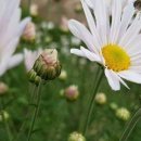 한누리마켓 이미지