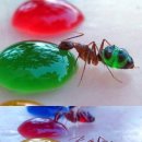 개미똥구멍 이미지