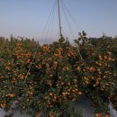 효우농장 이미지