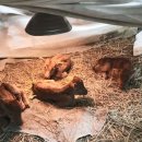 쌍둥이축산2 이미지