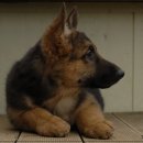 알프하우스 이미지