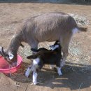 정돈농장2 이미지