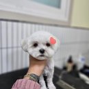 마이핫독 이미지