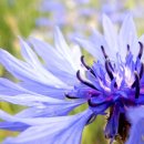 치커리(chicory) 이미지
