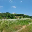 목면사무소 이미지