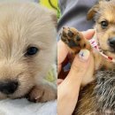 뽀시래기 이미지