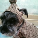 애견&만들기 이미지