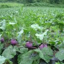 하늘재농장 이미지