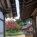 종오정 | 경주 배롱나무 명소 종오정 연꽃도 덤으로