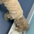 멍그니엘 이미지