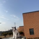 반려마루 화성 | 반려마루 화성 유기묘 입양 후기, 고양이 입양 준비