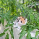 광주애견샵24시데려가개