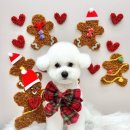 소소한날 | 안양동애견미용 쁘띠아몽 다녀온 날의 소소한 만족 후기 공유해요