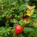 보리보리시골밥상 이미지