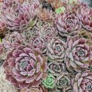 연정농장 이미지