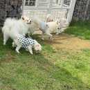 선샤인 반려견 유치원 이미지