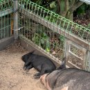 하늘오름마실 | 공지] [ 구좌읍 종달리 :: 제주 레일바이크 ] 제주도 가볼만한곳 구좌 용눈이오름 관광명소 체험 솔직 후기