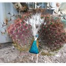 광주조류원 이미지