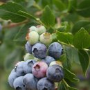 쌍봉농장 이미지