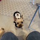 도그노크 이미지