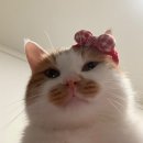 수목금