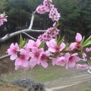 복숭아꽃살구꽃 이미지