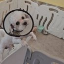 버블퍼피 이미지