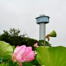 들의교 | 2026 사이타마 교다 마인크래프트 탄보아트(논 아트), 도쿄 근교 여름 여행