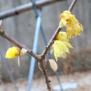 납매蠟梅 Wintersweet 이미지