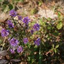 걸구쟁이네 이미지