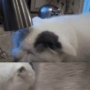 고양이세수 이미지