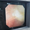 동아엑스레이(X-RAY)메디컬 | 울산 신정동 동물병원 반려견 이물질 삼킴, 바로 병원에 방문해야 하는 이유?