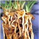 한국춘란 여름철 환경관리(통풍과 온도)/02(월계난988) 이미지