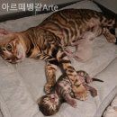 아르떼 벵갈 Arte 이미지