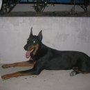 팽고 팽고 이미지