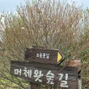 영평조록나무 | 제주 서귀포 가볼만한 곳 :: 걷기 좋은 머체왓숲길 트레킹 코스 방문 후기