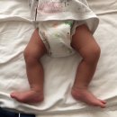 댕이맘마 이미지