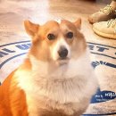 멍멍이를 부탁해 이미지