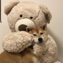 베어 이미지