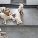 어음2리마을 이미지